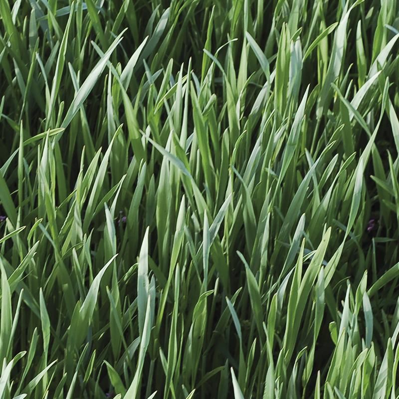 Forage Rye - Green manure