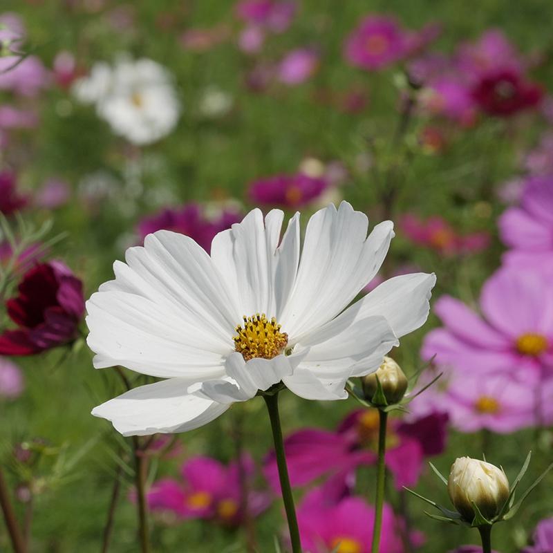 Cosmea, mixed