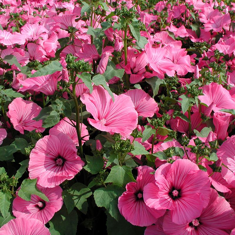 Lavatera, grootbloemig