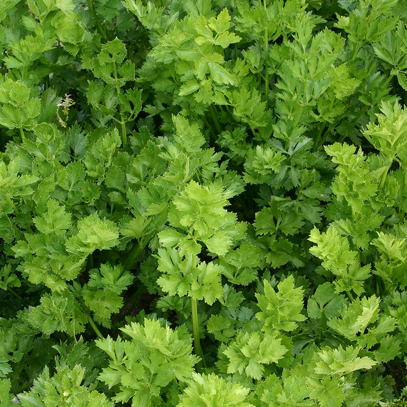 Cutting celery 'Simple Cut'