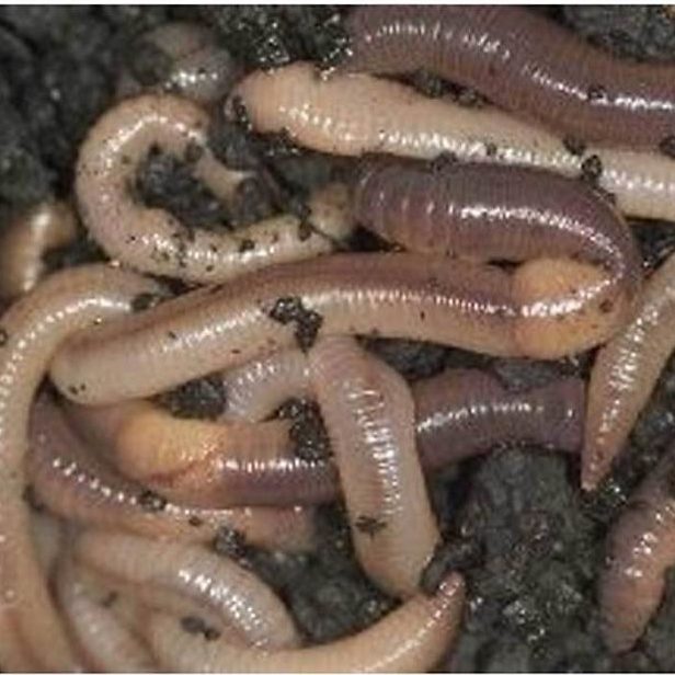 Dew worms night crawlers 