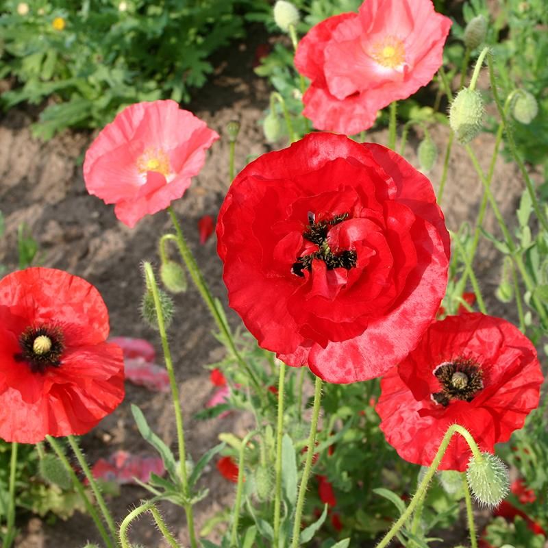 Common Poppy, mixed