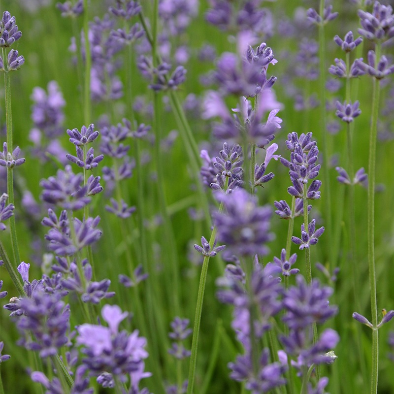 Lavandula