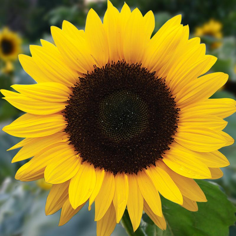 Sunflower, large-flowered