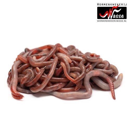 Earthworms for Sale