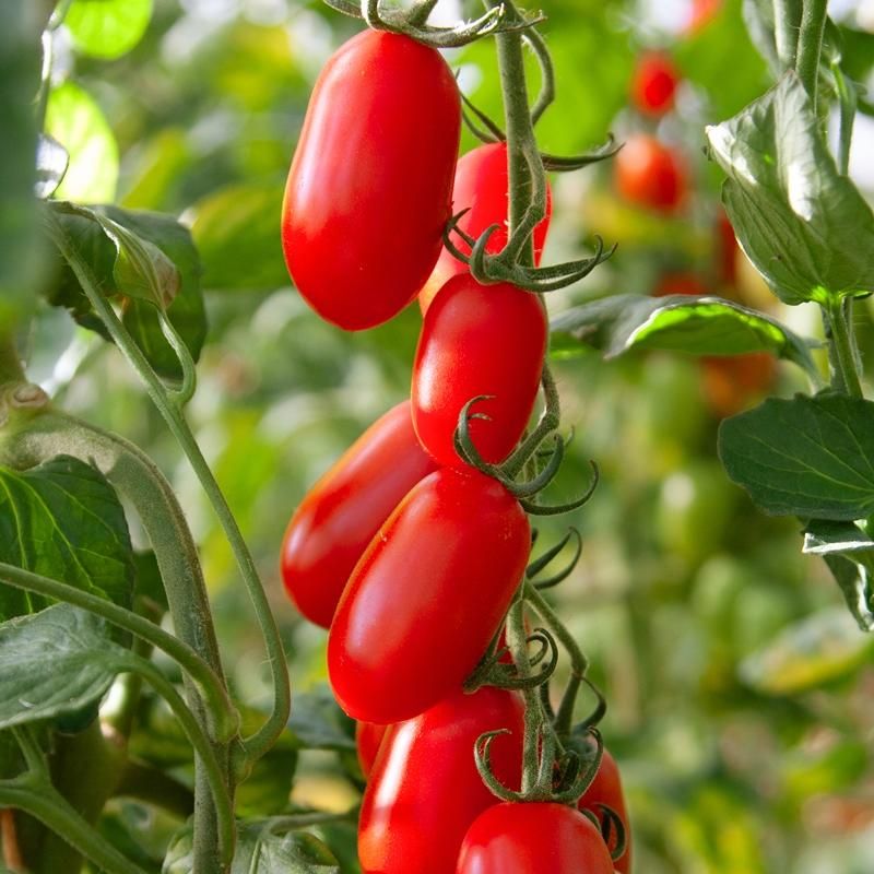 Midi San Marzano-tomaat ‘BOL-T-5505 F1’