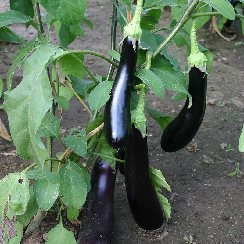 Aubergine Violetta Lunga