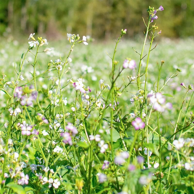 Fodder radish - Green manure