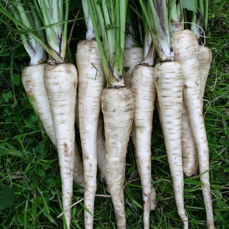 Parsnip 'Tender and True'