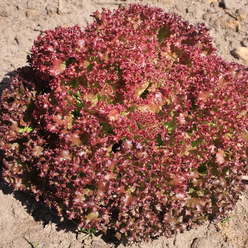 Curly lettuce 'Lollo Rossa'