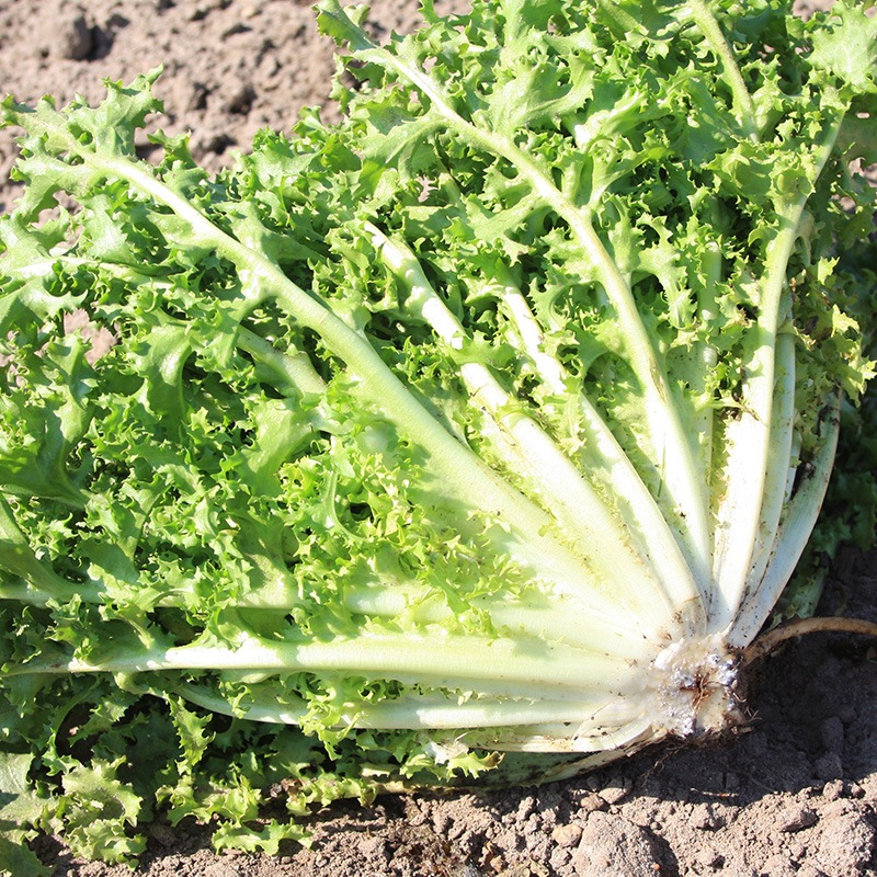 Curly endive 'Wallonia'