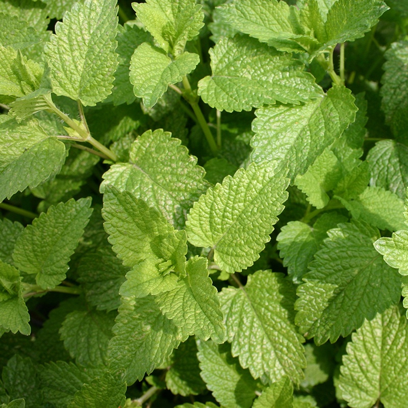 Lemon balm