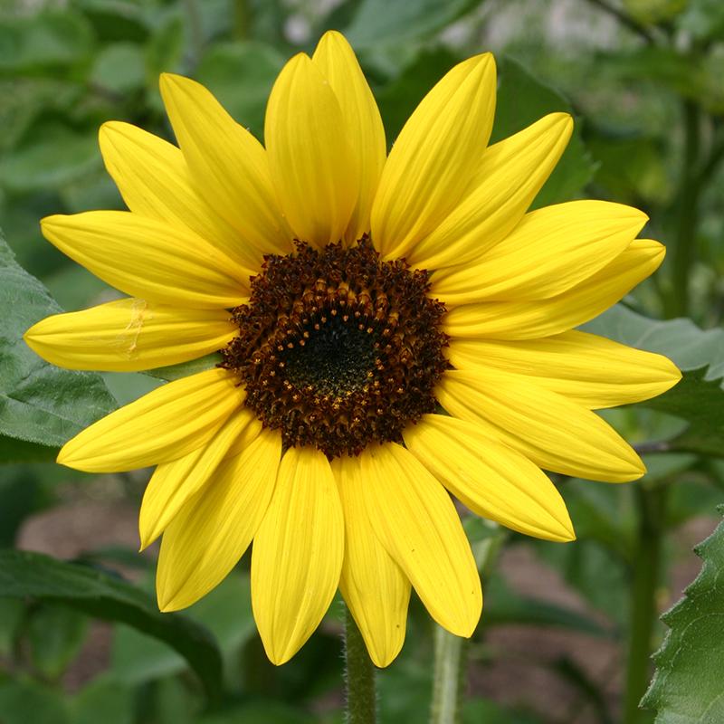 Sunflower, medium size, yellow