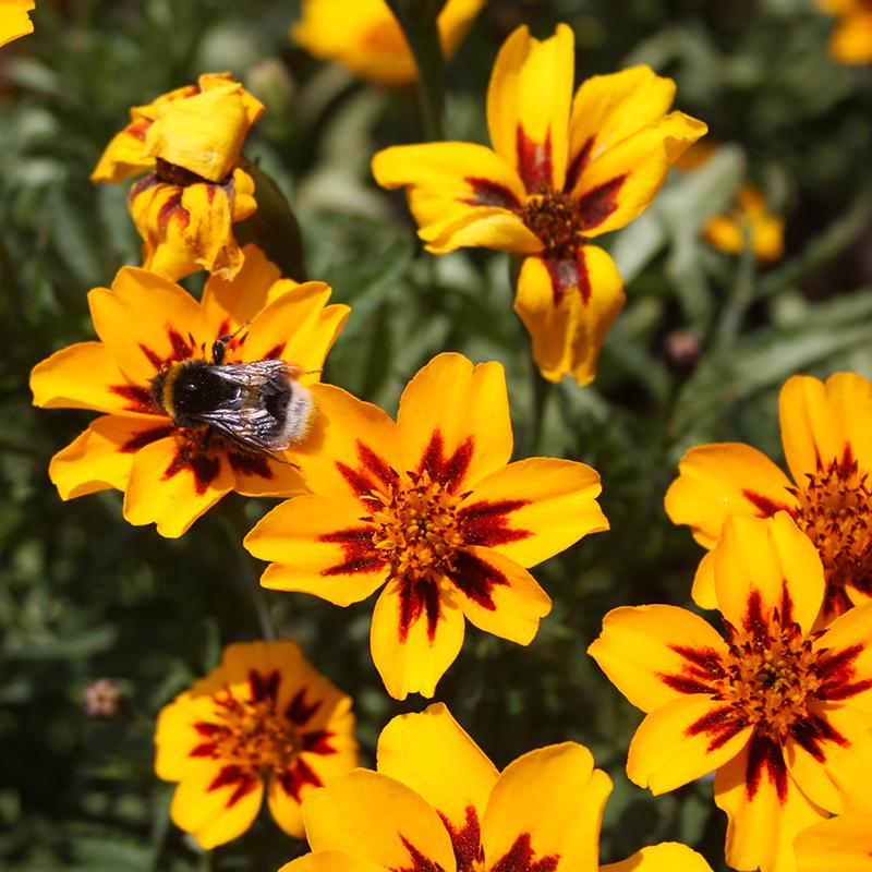 marigold, small flowered