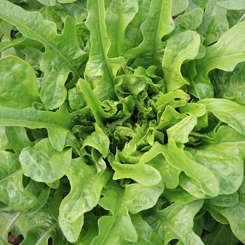 Lettuce 'Catalogue'