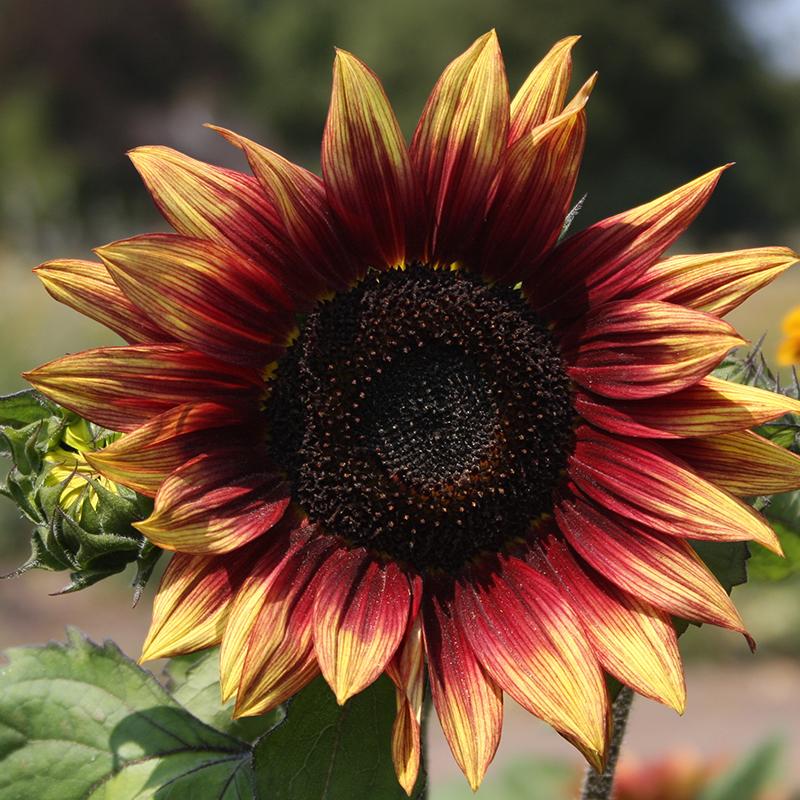 red sunflowers cover photo