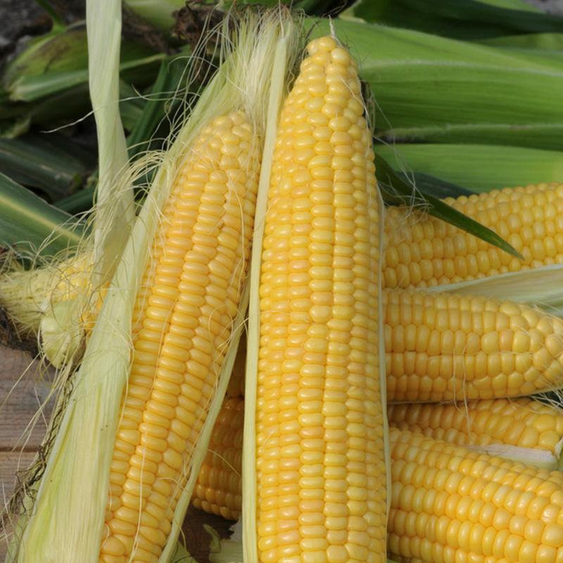 Sweetcorn 'Golden Bantam'