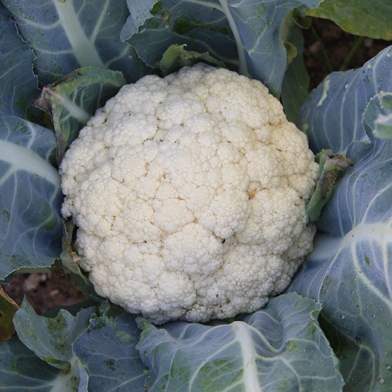 Cauliflower 'Flora Blanca'