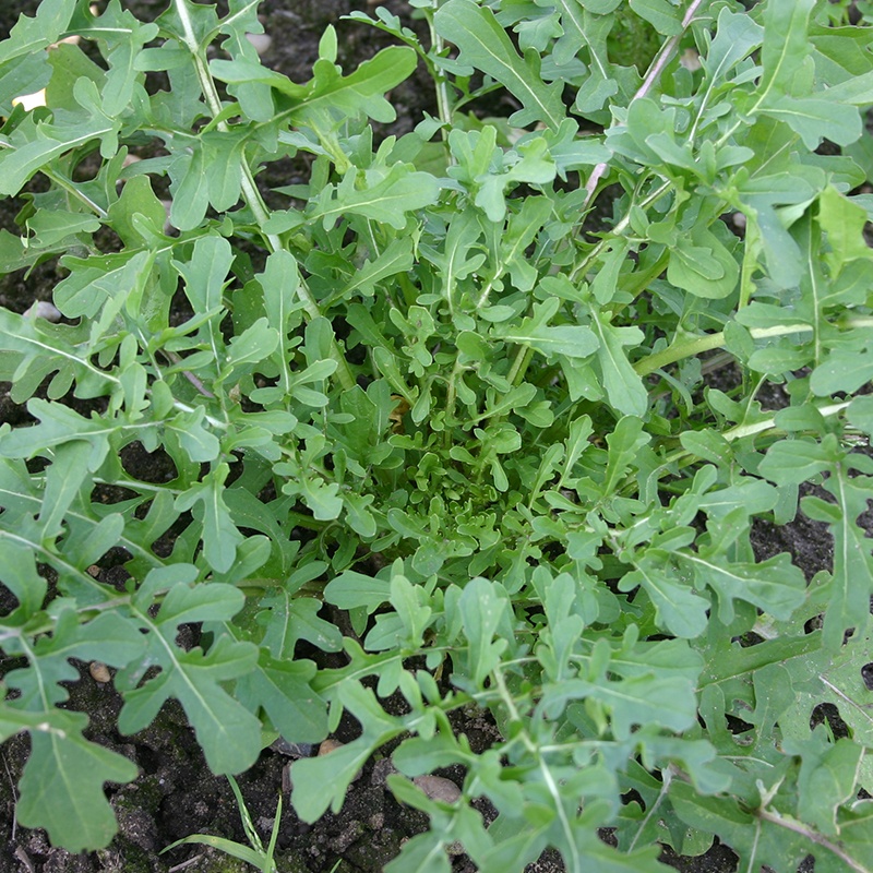 Rucola Coltivata Esmee