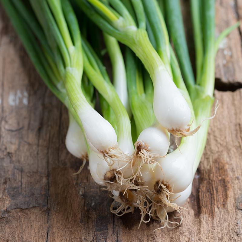 Spring onion 'White Lisbon'