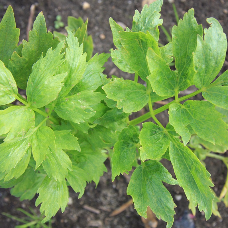 Lovage