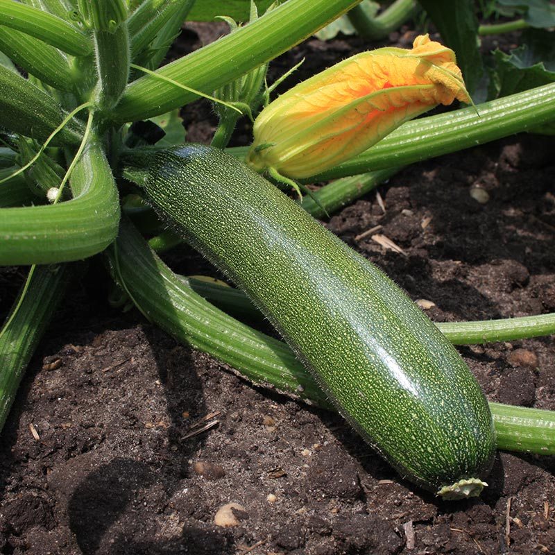 Zucchini 'Zucchini'