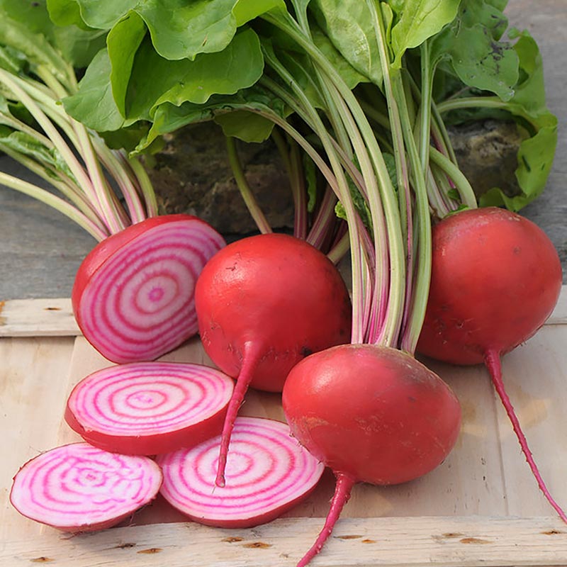 Beetroot 'Chioggia'