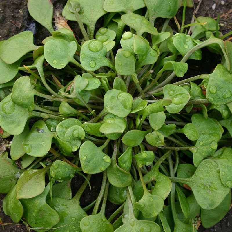 Winter purslane