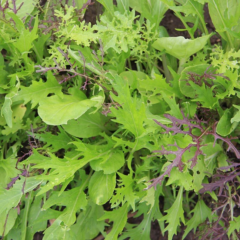 Mesclun 'Asian'