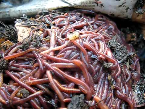 Dendrobaena fishing worms