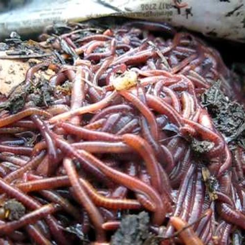 Worms mix for soil improvement