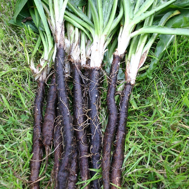 Salsify 'VRN-Enorma'