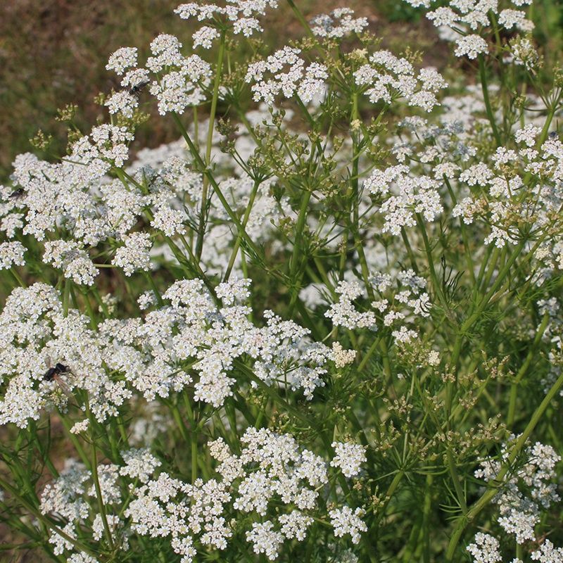 Caraway