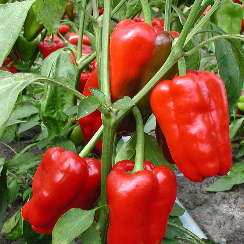 Block pepper 'Jubilandska'