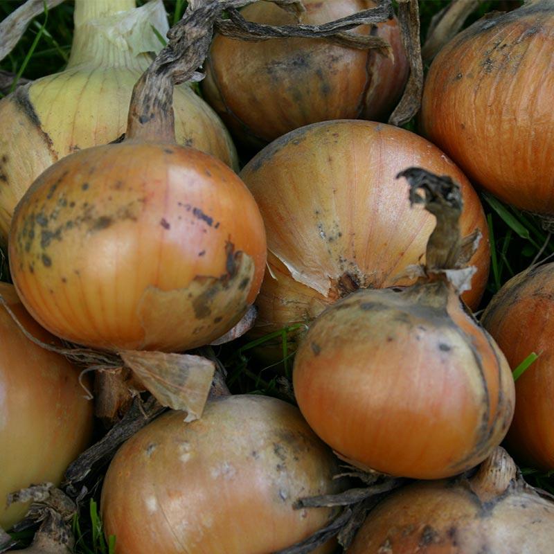 Onion 'Rijnsburger 4'