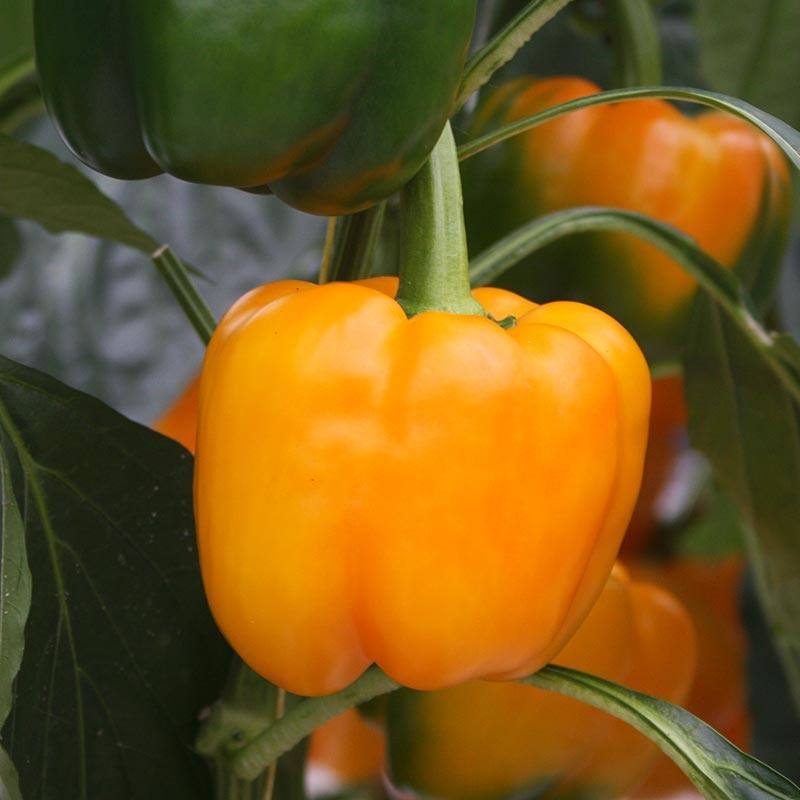 Block pepper Elsa F1