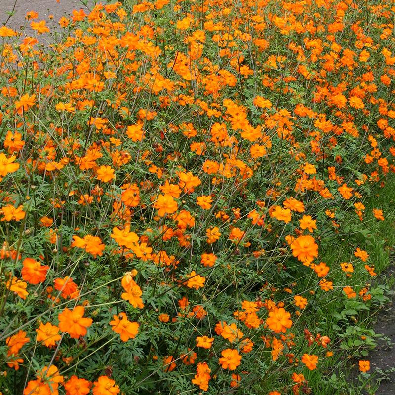 Cosmea, orange