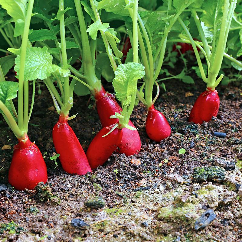 Radish 'French Breakfast 2'