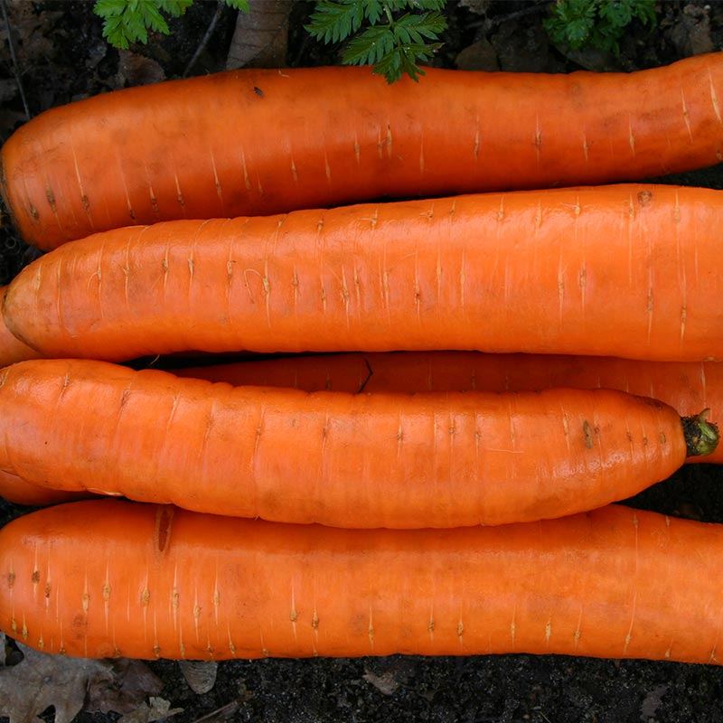 Winter carrot 'Flakkee 2'