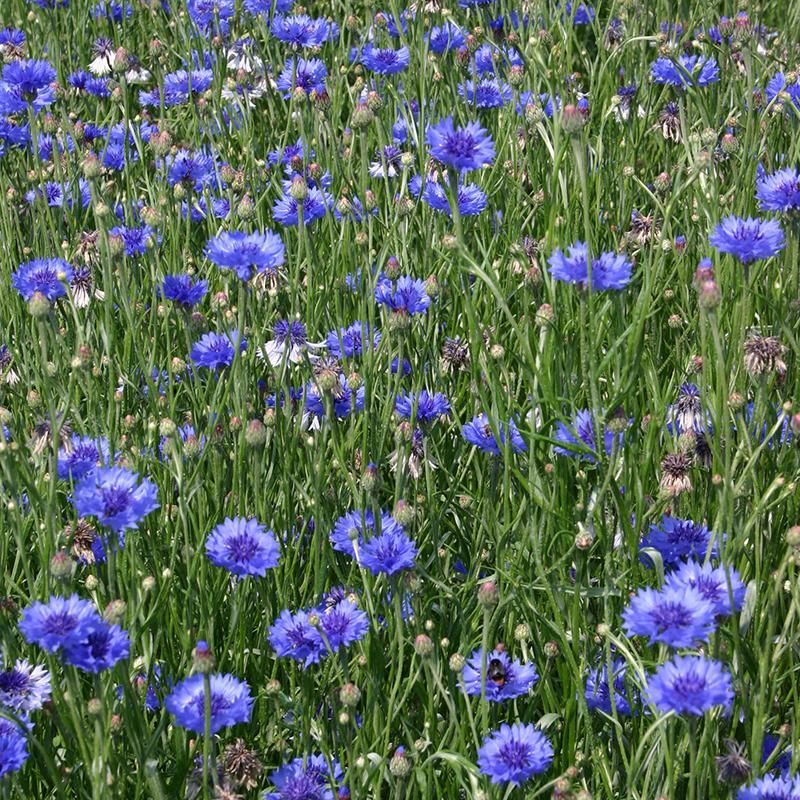 Korenbloem – Centaurea cyanus	