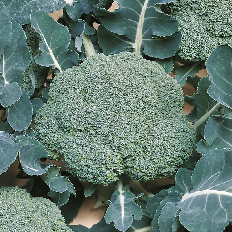 Broccoli 'Belstar F1'