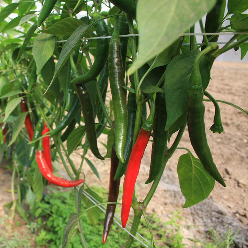 Peper 'Westlandse Lange Rode'