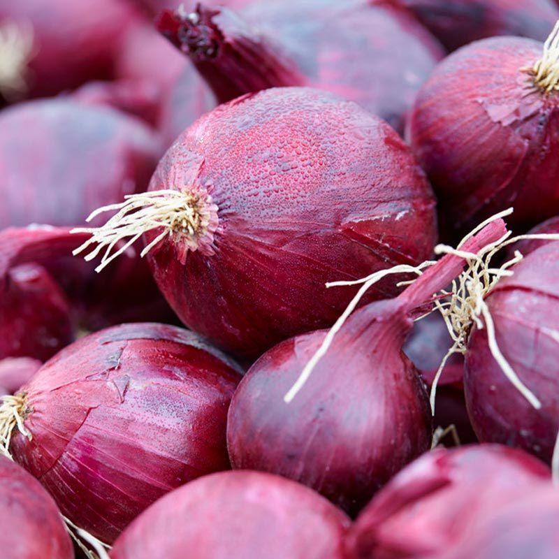 Onion 'Red Baron'