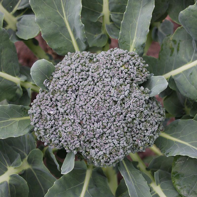 Broccoli 'Groene Calabrese'