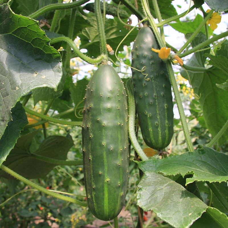 Cucumber market lake