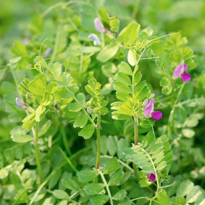 Common vetch - Green manure