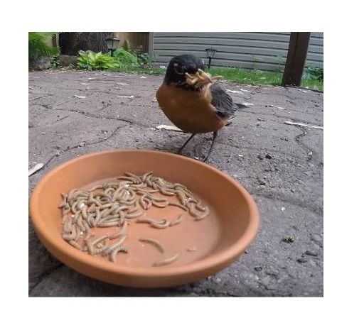 Mealworms