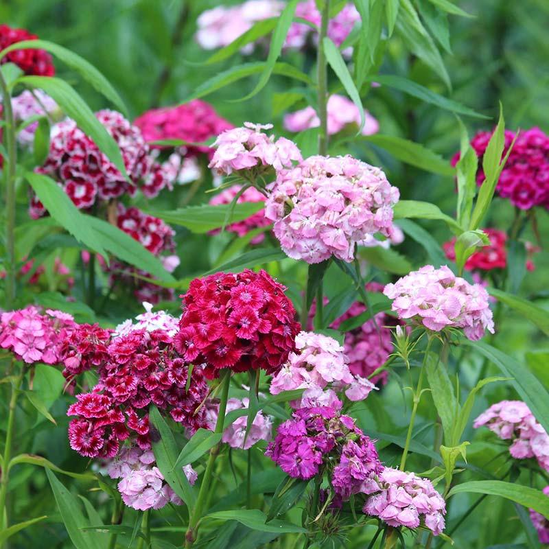 Sweet William