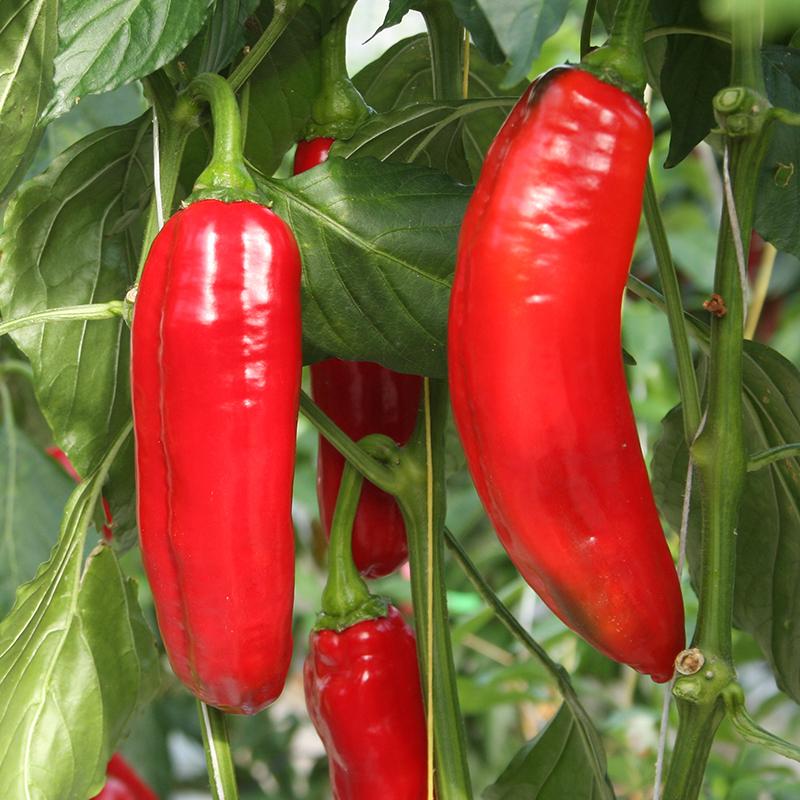 Sweet pointed pepper Xaro