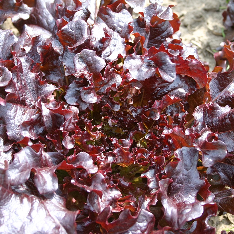 Oak Leaf Lettuce 'Red Salad Bowl'